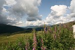 46 Dal Passo Rolle salita  verso  Baita Segantini